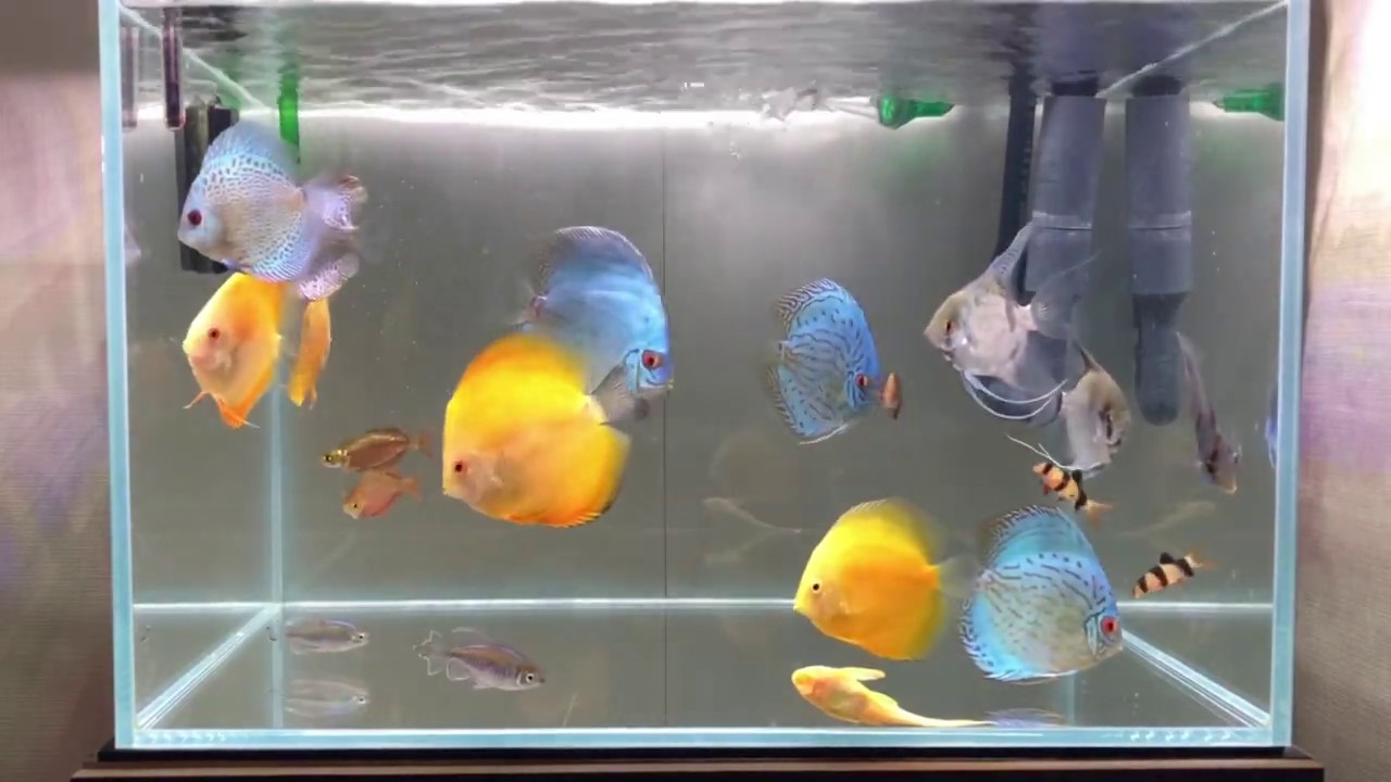 60ワイド ディスカス水槽 Discus Fish Tank December 19 2 ディスカス水槽 Discus Tank 22 Youtube