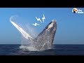 Whale Rescued From Fishing Net Thanks Rescuers In THE BEST Way | The Dodo Whale Rescued From Fishing Net Thanks Rescuers In THE BEST Way | The Dodo