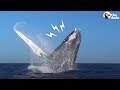 Whale Rescued From Fishing Net Thanks Rescuers In THE BEST Way | The Dodo