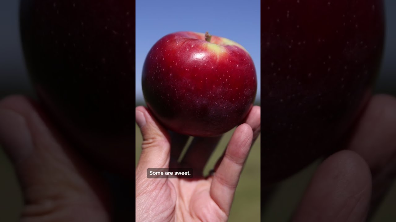 What S The Best Apple Variety