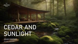 Cedar and Sunlight | Organic Downtempo for Focus (1 Hour)