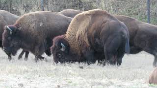 The Mighty Bison 4 Kinda Gross