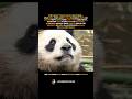 Zoos Don’t Own Their Pandas #animals  #history