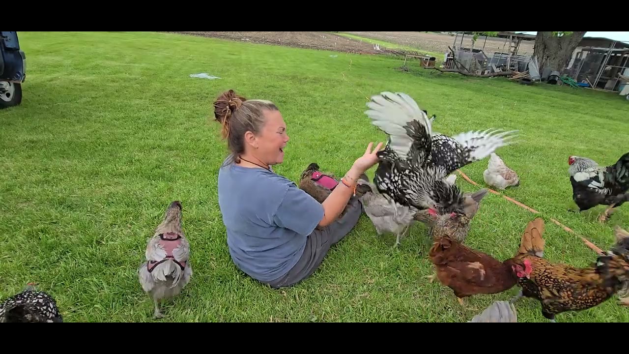 Snack time for Chickens