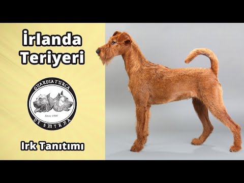 Video: İrlanda Terrier