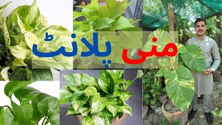 Money Plant | Pothos | How to Grow, Care, Propagate, Watering, Benefits and to make Bushy of Pothos