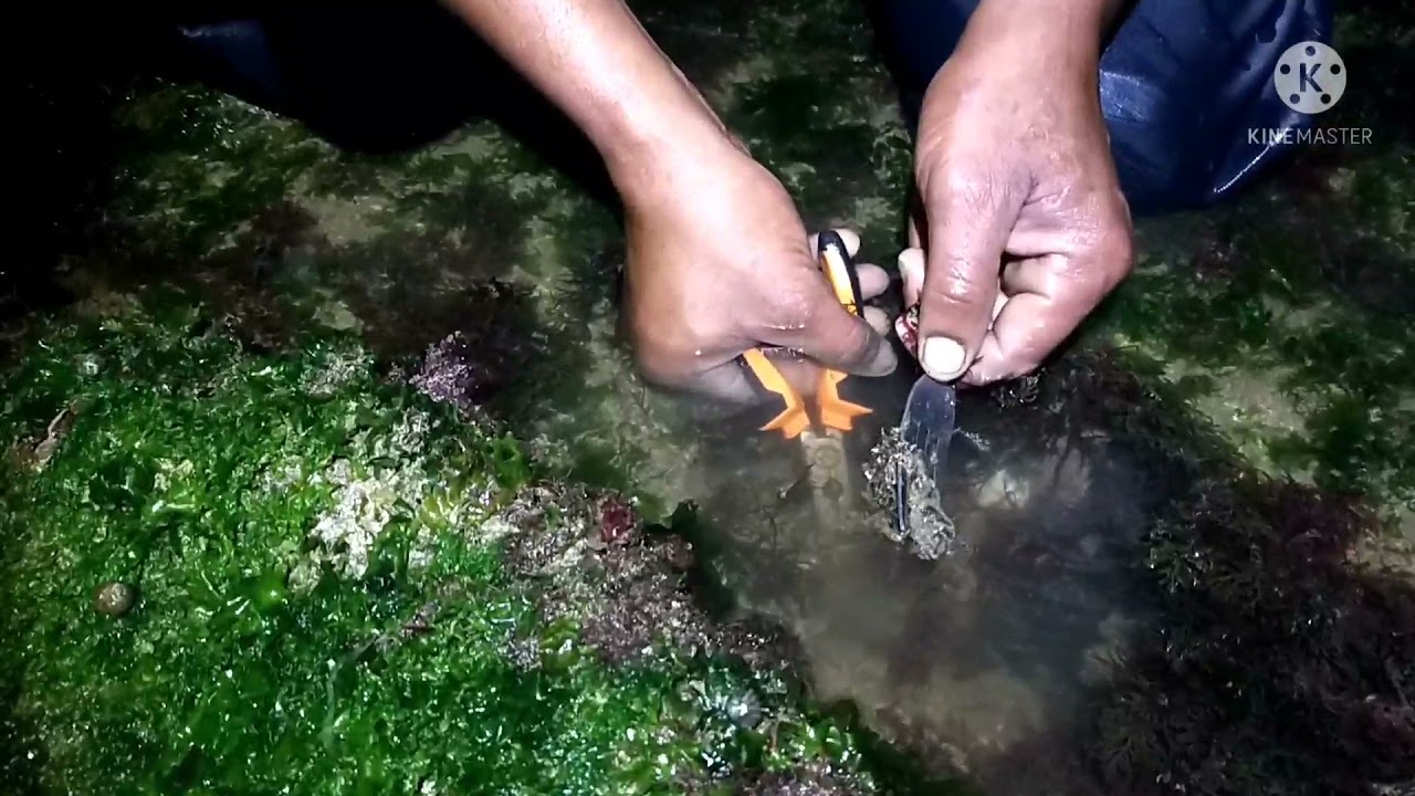 سلام عليكم خوتي اليوم كيفية استخراج البوبيط مع الحصيلة