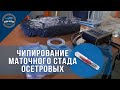 Чипирование маточного стада осетровых