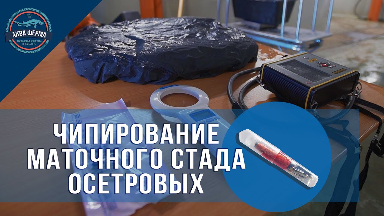 Чипирование машины что это