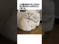 元野良ボス猫ニャーゴ伝説⑤