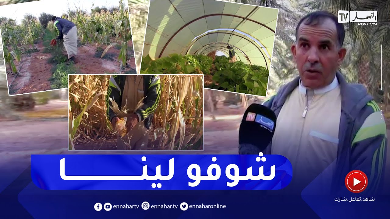 ورقلة: الفلاح قواميد .. تحدى الطبيعة لتحويل منظقة عين زقا إلى أرض خصبة