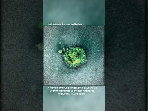 First-Of-Its-Kind Footage Shows Human Embryo Implantation In Real-Time
