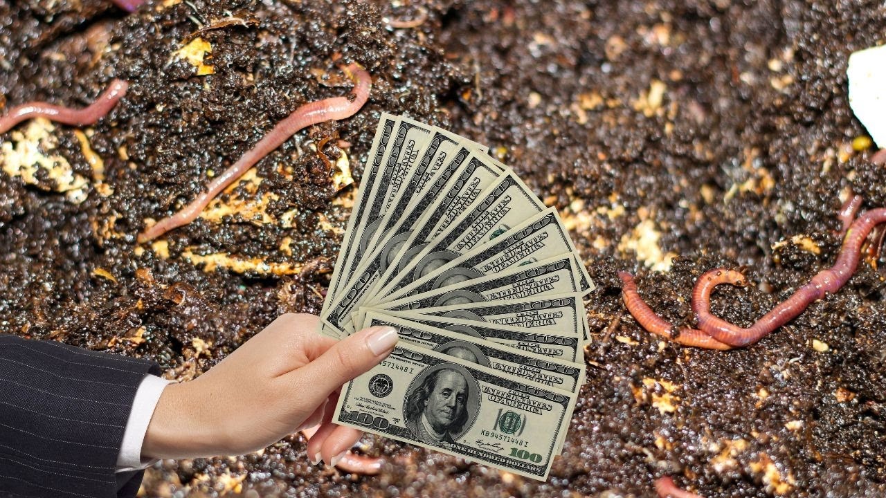 Do Worm Farms Make MONEY YouTube