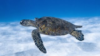 10 facts about sea turtle 🐢