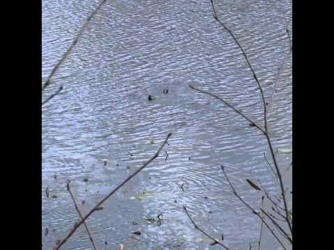 River Otters - Minnesota - YouTube