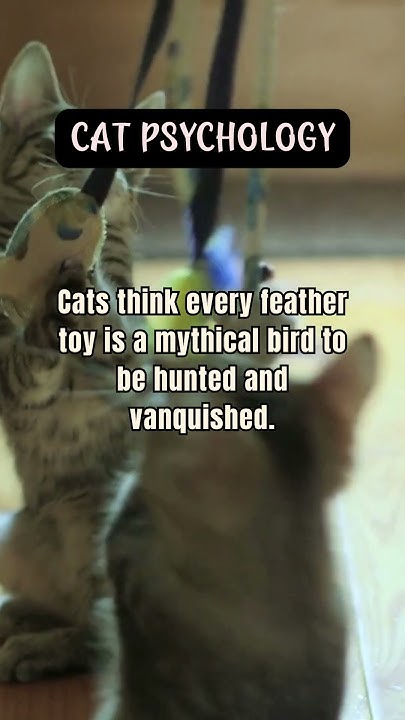 Cats think every feather toy is a mythical bird to be hunted and