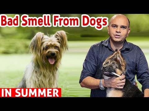 Dog Bad Smell Problem in Summer - How to Control Dog Odor? Hair Shedding Problem | Baadal Bhandaari