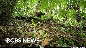 Bird not seen for 140 years captured on camera
