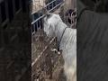 Deonar Bakra Mandi..#shorts #deonarbakra #deonarmandi #bakramandi #goats #bakra #animals #trending
