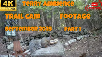 4k Trail Camera Footage September 2025 Part 1