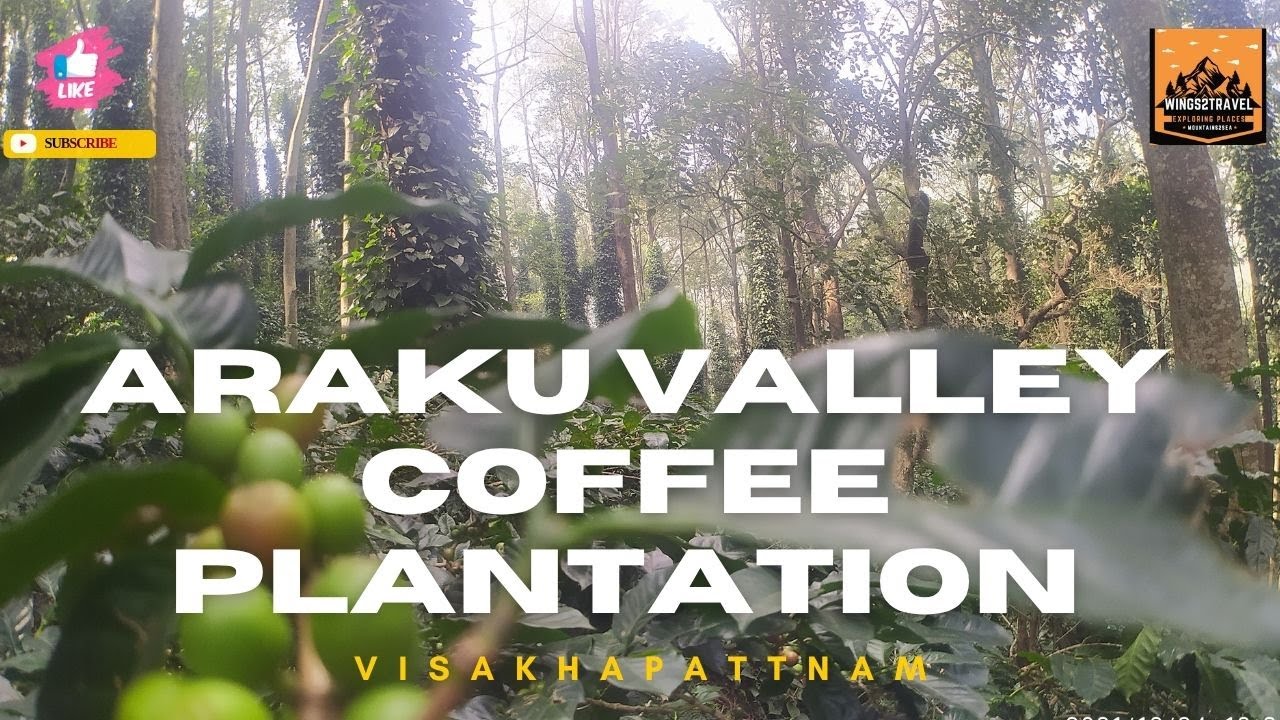 “Araku Valley Coffee Plantation | A Journey Through India’s Organic Arabica Hills”