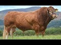 Limousin Beef Cattle | Well-muscled And Lean