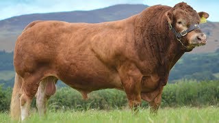 Limousin Beef Cattle | Well-muscled And Lean