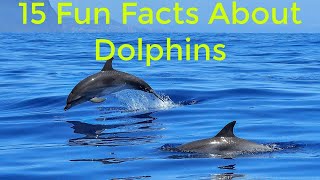 15 Fun Facts About Dolphins (interesting facts about dolphins)