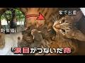 やさぐれ猫がつれてきた妊婦猫がついに…