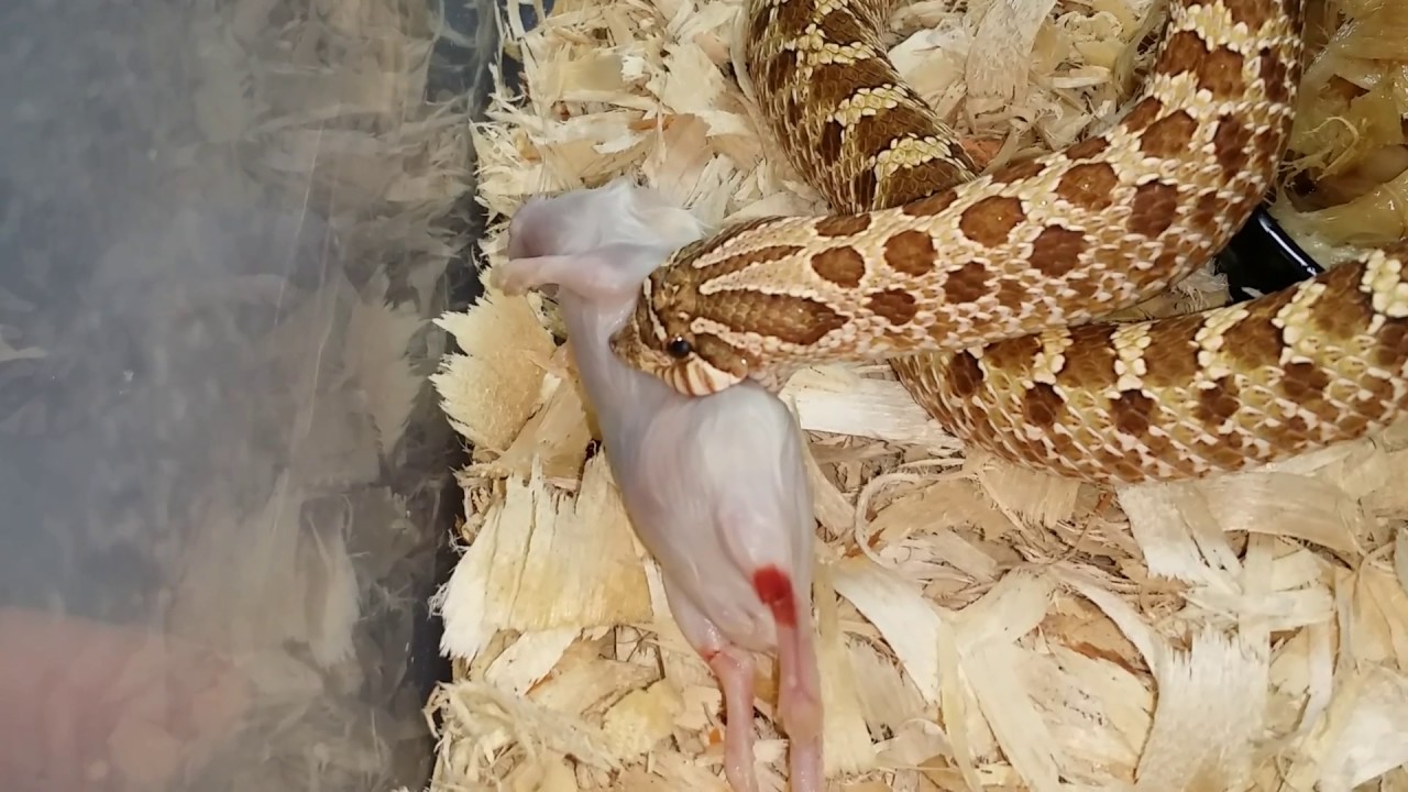 pythons for sale Western Hognose Feeding and a Shout Out