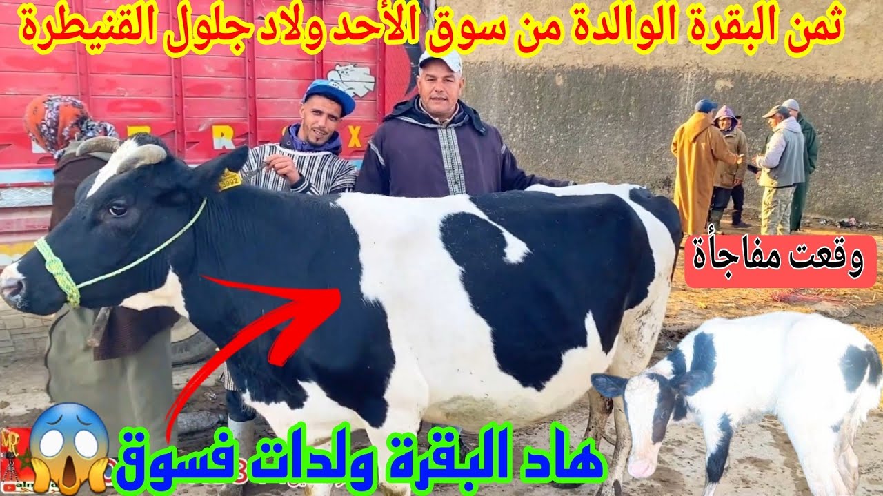 📣ثمن البقرة🐄الوالدة من سوق الأحد ولاد جلول القنيطرة على قناة المرضي 