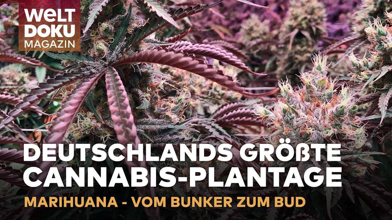 Cannabis Plantage im Bunker - Polizei zu faul das Gras mitzunehmen!