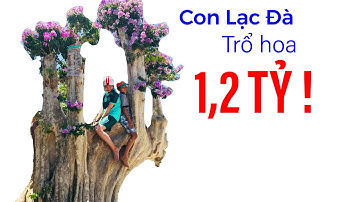 Đang hô bán cây cảnh hình dáng giống con lạc đà, giá 1,2 tỷ đồng II ĐỘC LẠ BÌNH DƯƠNG