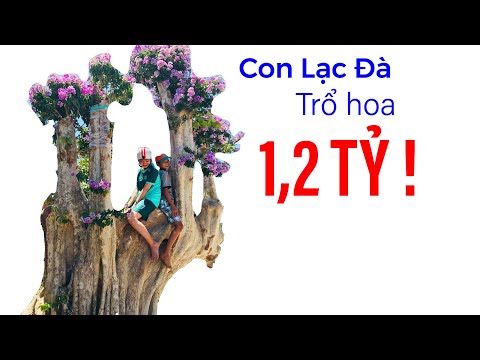 Video Đang hô bán cây cảnh hình dáng giống con lạc đà, giá... - youtube