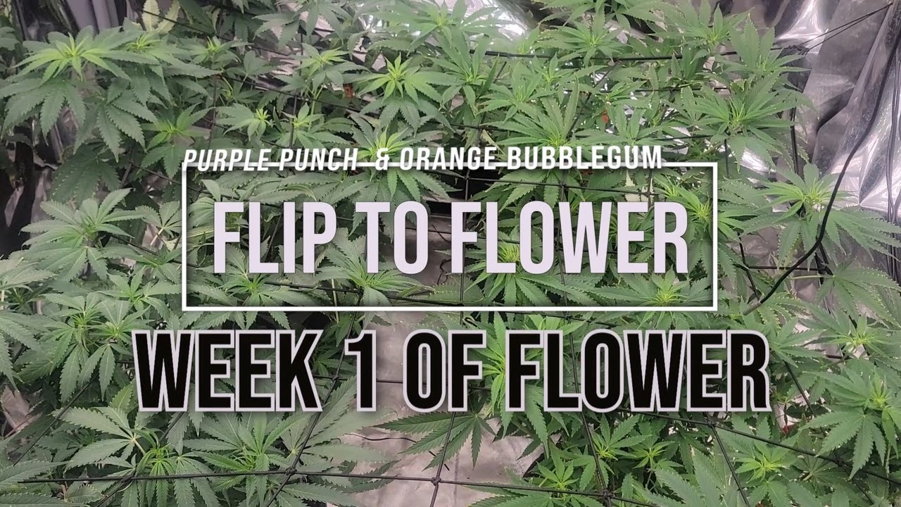 Purple Punch Cannabis  & Orange Bubblegum (Week 1 of Flower)