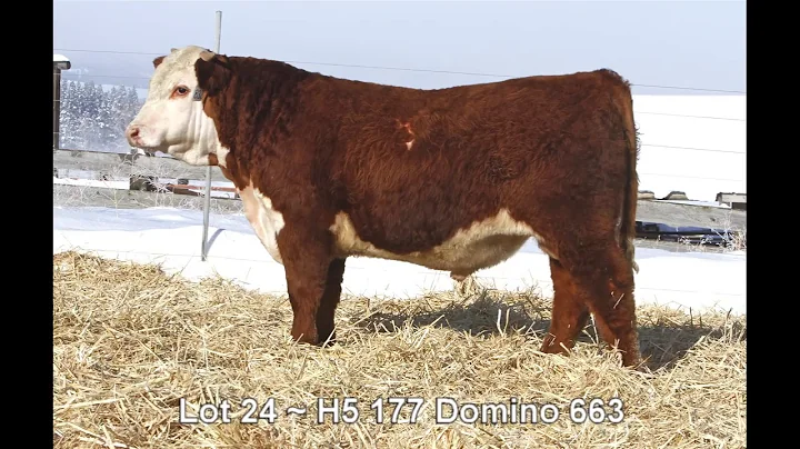 Lot 24 ~ H5 177 Domino 663