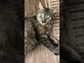 Tabby Cat adopted our family. #rescuecat #pregnantcat