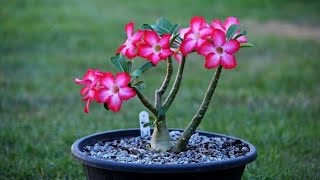 DESERT ROSE: Everything you need to know