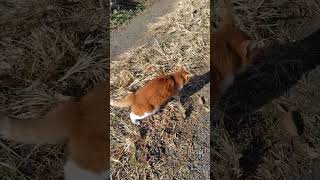 防災士🐱