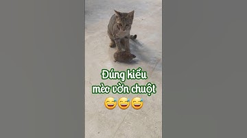 Đúng kiểu mèo vờn chuột 😅😅😅 #shortvideo #animals #cat #catvideos #rat #hunting #douyin