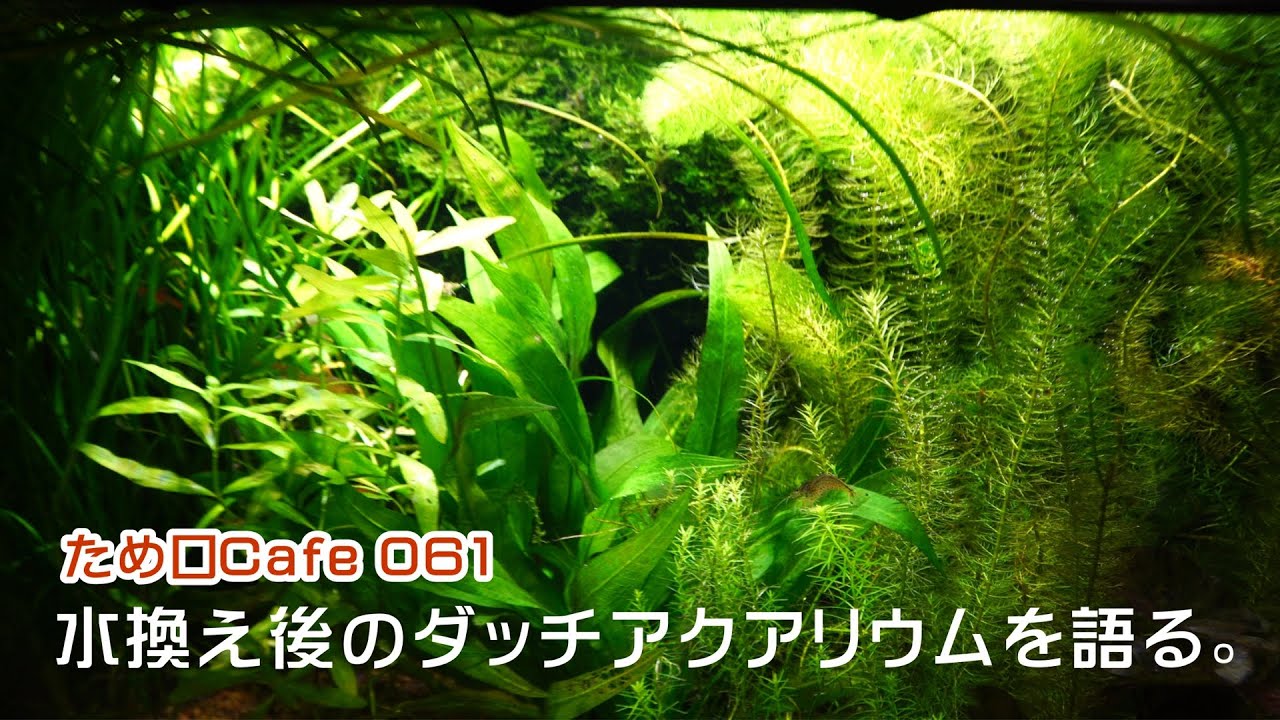 ダッチアクアリウムを久しぶりに語る ため口cafe Vol 061 Youtube ダッチアクアリウムを久しぶりに語る ため口cafe Vol 061 Youtube