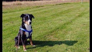 Appenzeller Sennenhond Boris 3 jaar!