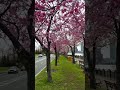 Bloom by the Bay 🌸 NYC Seaside Flowers & Peaceful Views in Spring 2024 #NYCBlossomsByTheBay #travel