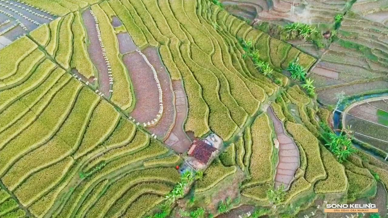 Sawah terasiring kulon kali