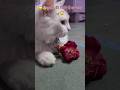बचा lo  यारों  कुकर से  🫣🤣 #shortsfeed #cat #cute #funny #Mufasa #funnycute #funnymoment #funnypost