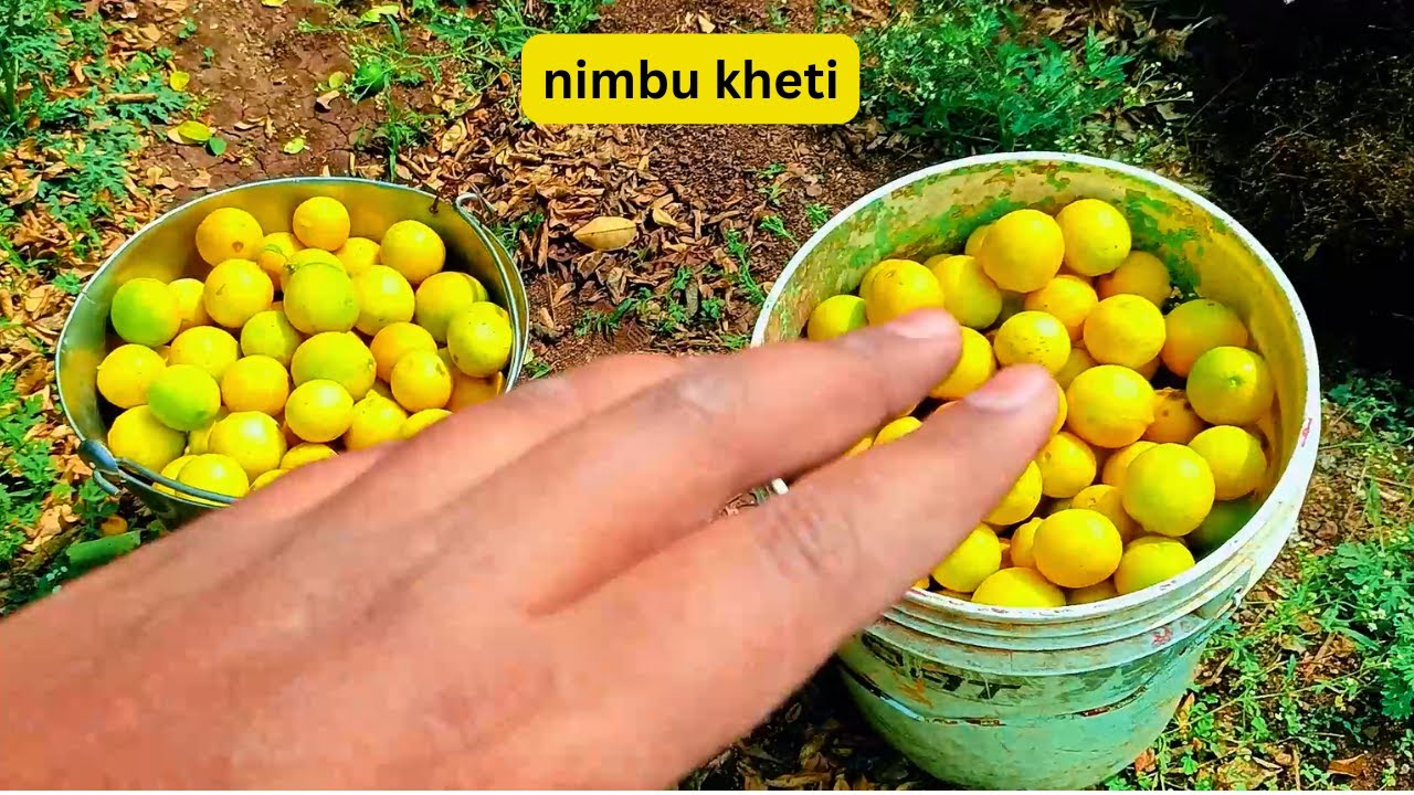 Aaj Ka Din Nimbu Ke Khet Mein | Pura Din Kaam Kiya😊