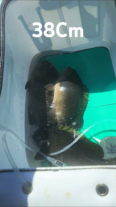 3월 9일 조황 38Cm  #fishing #fish #낚시 #벵에돔낚시 #OPALEYE