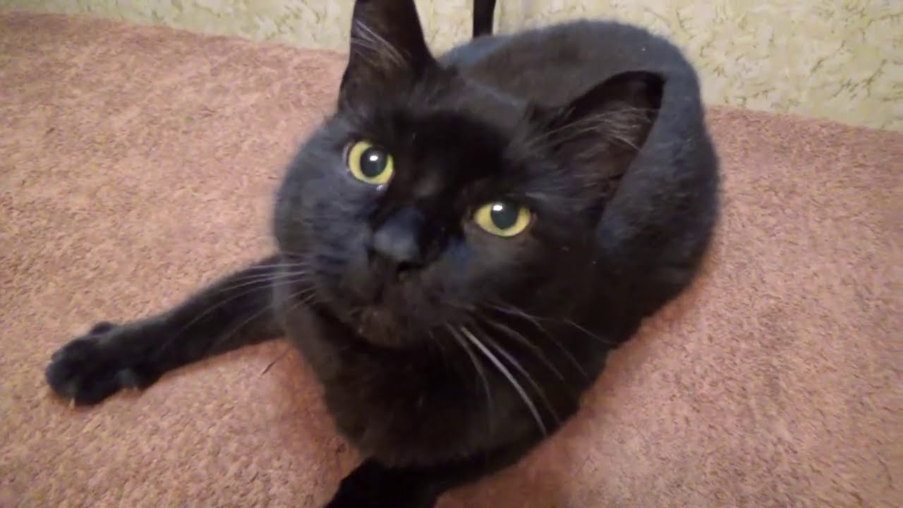 Dr.Cat gives back & shoulders massage! healing techniques