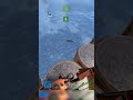 He went for the FaZe Adapt Crane Shot #rust #gaming #rustgame