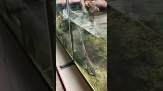 683 Otter Swimming (Sendai Umino-Mori Aquarium)
